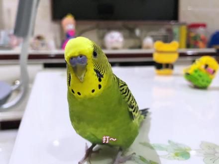 爱顶嘴的小鸡仔#会说话的虎皮鹦鹉 #小鸟成精了
