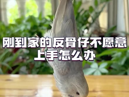 刚到家的鹦鹉不愿意上手怎么办#鹦鹉 #鹦鹉小白 #养鸟经验分享 #鹦鹉鹦鹉萌萌哒逗鹦鹉 #萌宠出道计划