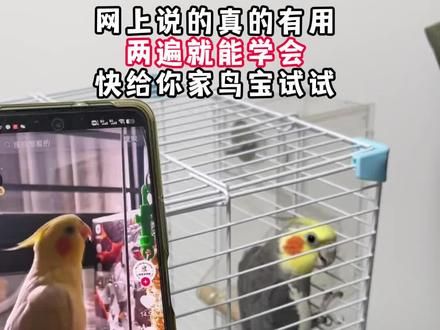 把这个声音给你家鹦鹉放两边，他就学会了，快给你家鸟宝试试#鹦鹉 #鹦鹉鹦鹉萌萌哒逗鹦鹉 #手养鸟 #和尚鹦鹉 #手养鹦鹉
