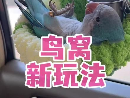 是小鼓的窝还是我老公的玩具呀？#和尚鹦鹉 #养鸟经验分享 #萌宠出道计划 #会说话的鸟 #鸟窝