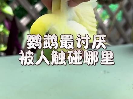 你知道鹦鹉最讨厌被人触碰哪里吗#萌宠出道计划 #萌宠推荐官 #养鸟经验分享