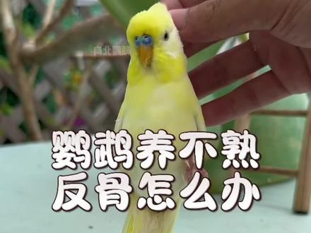 鹦鹉养不熟反骨怎么办#萌宠出道计划 #鹦鹉鹦鹉萌萌哒逗鹦鹉 #手养鸟日常 #鹦鹉