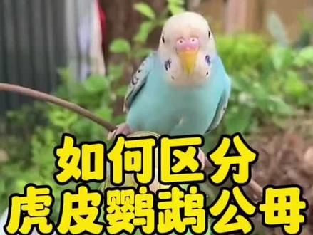 如何区分虎皮鹦鹉公母！#养鸟经验分享 #鹦鹉 #鹦鹉鹦鹉萌萌哒逗鹦鹉