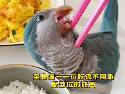 吃饭第一名#手养鹦鹉 #鹦鹉鹦鹉萌萌哒逗鹦鹉 #动物迷惑行为 #干饭积极分子