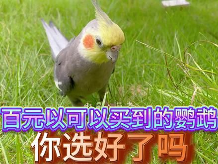 百元以内可以买到的鹦鹉 你选好了吗#鹦鹉鹦鹉萌萌哒逗鹦鹉 #手养鹦鹉 #鹦鹉小白 #新手养宠 #鹦鹉