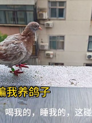 梦杨杨:想养鸽子的新手们,一定要考虑清楚,简直是造粪机器#鸽子 #萌宠 #神奇动物在抖音 #又在骗我养鸽子