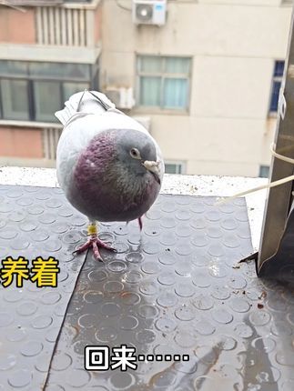 梦杨杨:停更一段时间回来了,鸽子还一直养着,谢谢大家支持!#成精的萌宠 #鸽子 #鸽子