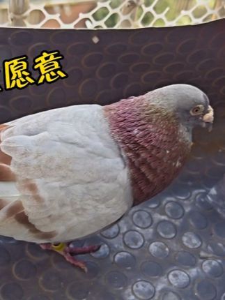 梦杨杨:13岁的赛鸽刚开始羽期,就开始下蛋了,比生产队的驴还勤快#孵蛋 #鸽子 #赛鸽 #信鸽 #下蛋