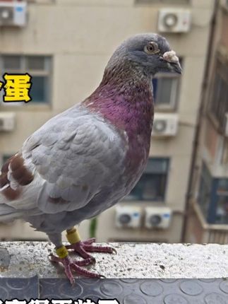 梦杨杨:20天的2个鸽子蛋没出壳,不敢打开,怕熏着了#鸽子 #斑鸠 #傻鸽子 #信鸽 #信鸽赛鸽