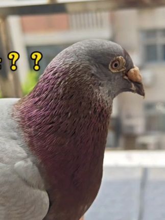 梦杨杨:养鸽经验分享:怎样区分鸽子公母,网上的方法靠谱吗? #赛鸽 #养鸽子 #种鸽 #赛鸽欣赏 #动物 #鸽子