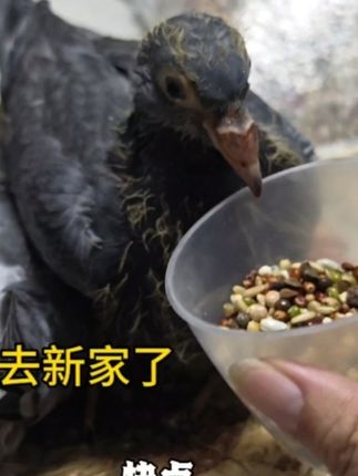 梦杨杨:2只小鸽子去新家了,野斑鸠也过来看热闹#斑鸠 #鸽子 #信鸽 #赛鸽 #养鸽子的人