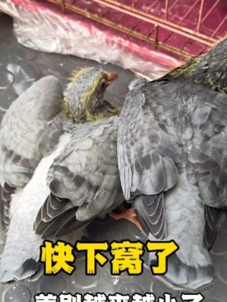 梦杨杨:继续训练20天的小鸽子,今天的表现很满意,都挺聪明的#幼鸽 #鸽子 #又在骗我养鸽子 #信鸽 #养鸽人