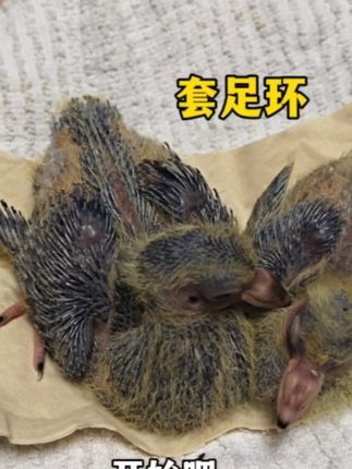 梦杨杨:忘记给赛鸽套足环了,谁知道10天大的小鸽子腿太粗,差点套不上#鸽子 #赛鸽 #宠物 #又在骗我养鸽子