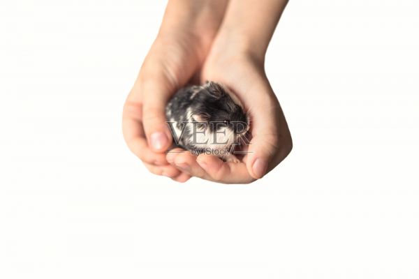 小男孩的手握着可爱的宠物仓鼠照片摄影图片