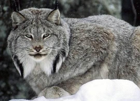 想不到吧，唐朝养的宠物居然是猞猁和猎豹