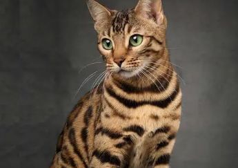 豹猫喜欢吃什么？想养的人来看看吧