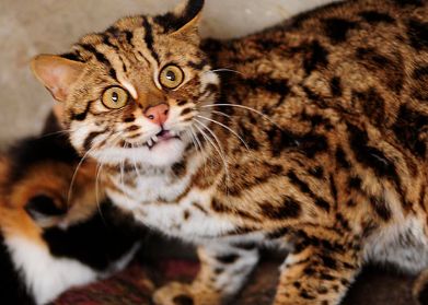 豹猫喜欢吃什么？想养的人来看看吧