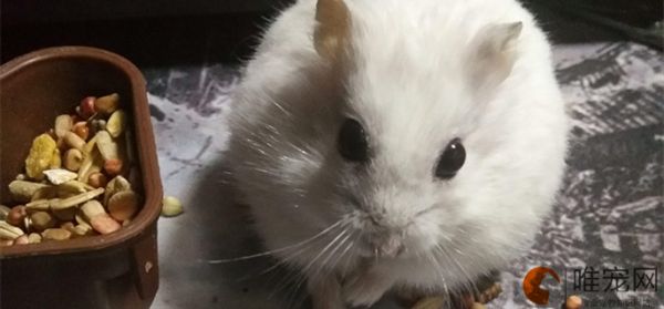 仓鼠饲养方法详细介绍