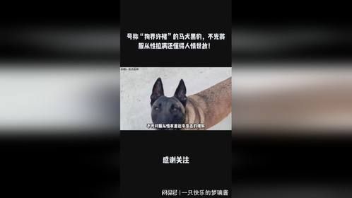 号称“狗界许褚”的马犬黑豹，不光将服从性拉满还懂得人情世故！