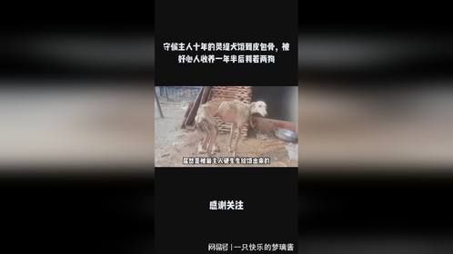 守候主人十年的灵缇犬饿到皮包骨，被好心人收养一年半后判若两狗