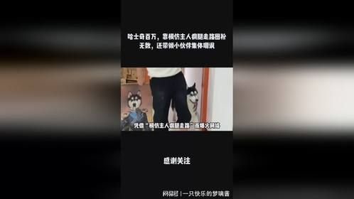 哈士奇百万，靠模仿主人瘸腿走路圈粉无数，还带领小伙伴集体嘲讽