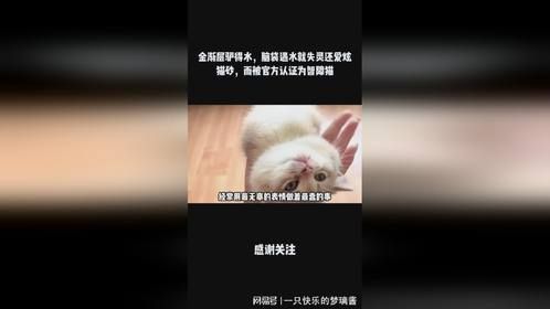 金渐层驴得水，脑袋遇水就失灵还爱炫猫砂，而被官方认证为智障猫