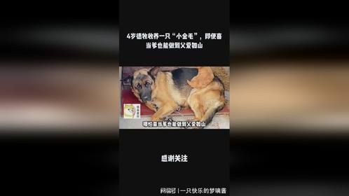 4岁德牧收养一只“小金毛”，即便喜当爹也能做到父爱如山