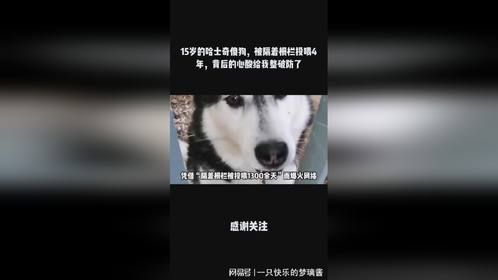 15岁的哈士奇傻狗，被隔着栅栏投喂4年，背后的心酸给我整破防了
