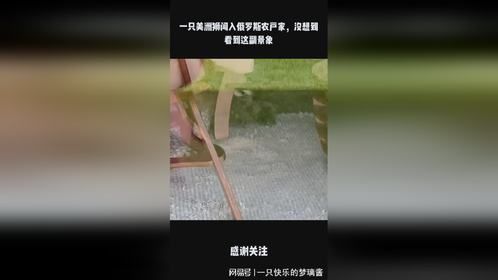 一只美洲狮闯入俄罗斯农户家，没想到看到这副景象