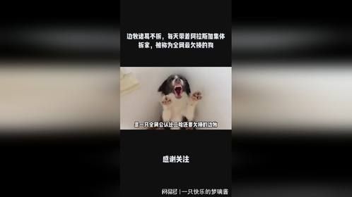 边牧诸葛不拆，每天带着阿拉斯加集体拆家，被称为全网最欠揍的狗