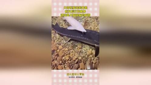 大哥在家安装井盖，掀开后打开眼界，这就是不爱回家的原因！