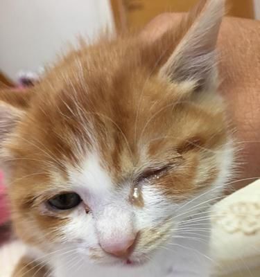 小猫眼泪多，是正常现象吗（探究宠物泪腺分泌机制及护理方法）