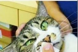 猫咪眼睛生理盐水的使用方法和注意事项