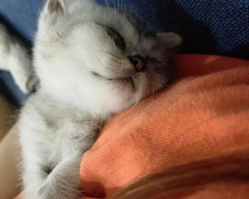 猫咪眼睛生理盐水的使用方法和注意事项
