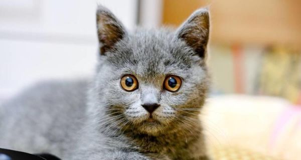 猫咪支气管炎的治疗方法（以宠物为主）