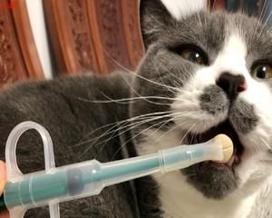 猫咪喂药呛到怎么办（教你正确喂药的方法）