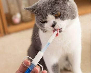 猫咪喂药呛到怎么办（教你正确喂药的方法）