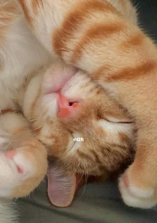 猫咪喂药呛到怎么办（教你正确喂药的方法）
