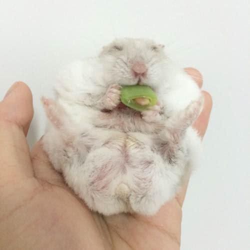 养仓鼠的主人们一定要注意啦！！