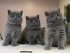 宣城宠物猫宣城猫舍卖猫买猫地方有布偶渐层折耳蓝白蓝猫英短