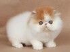 南阳宠物猫南阳猫舍买猫卖猫地方有渐层蓝白蓝猫布偶猫咪领养