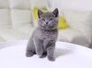 资阳宠物猫资阳猫舍卖猫买猫地方有布偶渐层蓝猫蓝白猫咪