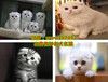 绵阳哪里有宠物猫卖、绵阳蓝猫多少钱一只