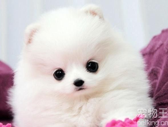 博美犬