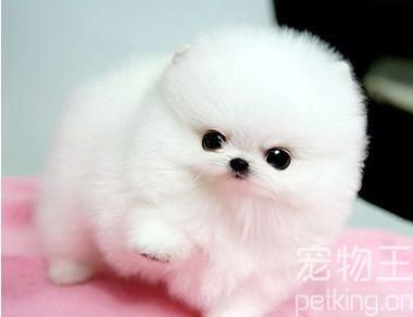 博美犬