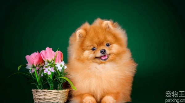 博美犬