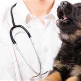 狗狗眼睛变成蓝色不一定是感染了犬瘟,传染性肝炎才是真正诱因