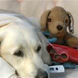 犬流感是什么?它是怎么传播的?可以怎么治疗呢?