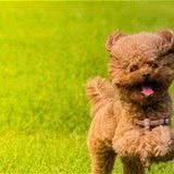 春季对泰迪犬一点不“友好”,容易导致的5种疾病,宠主要警惕!