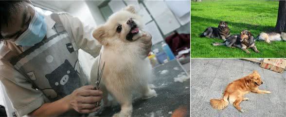辟谣:犬瘟和细小是一回事?不,它和细小是两码事,症状也不一样